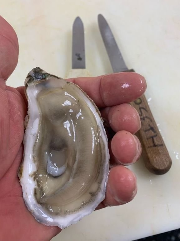 For the Valentine’s Day in December: Oysters from The Fish Store (836 Montauk Highway, Bayport), $12/dozen, $15 for half-dozen on the shell with lemon and cocktail sauce.